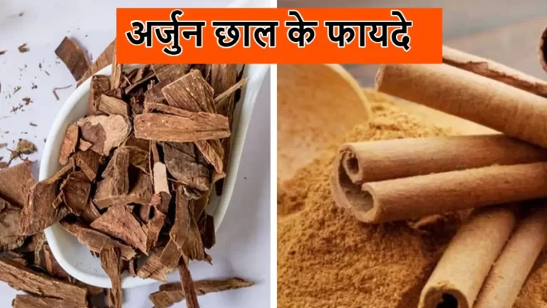 दिल और पाचन के लिए वरदान: अर्जुन की छाल के 3 फायदेमंद उपयोग