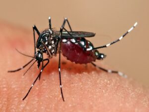 Malaria's deadly toll in Chhattisgarh: 3 children died in 10 days; 8,426 cases reported in Bastar this year; medicated mosquito nets have not been distributed for two years