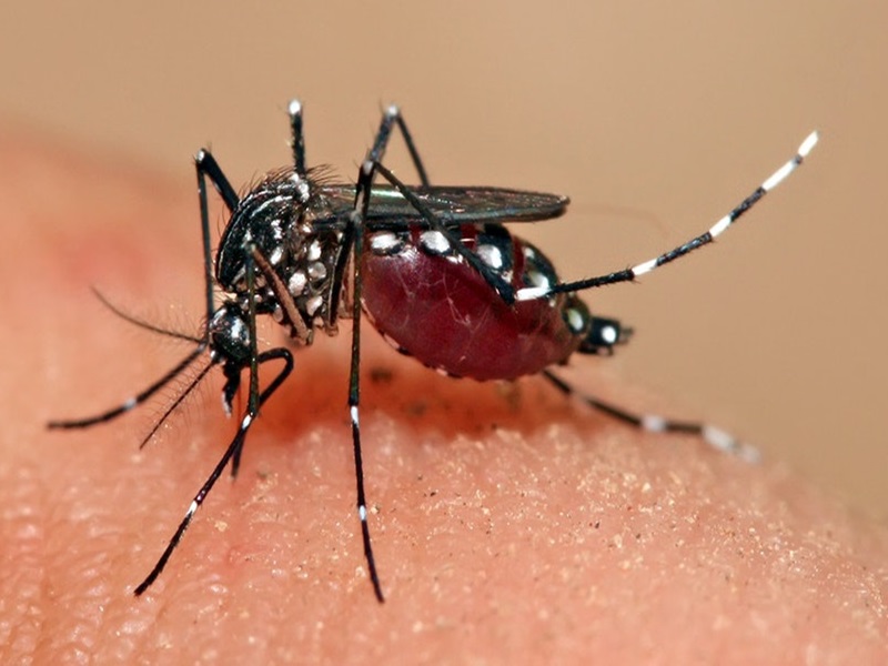 Malaria's deadly toll in Chhattisgarh: 3 children died in 10 days; 8,426 cases reported in Bastar this year; medicated mosquito nets have not been distributed for two years